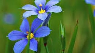 BlueEyed Grass [upl. by Fortuna300]