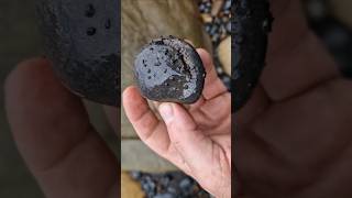 Spot the ammonite fossil on the beach Whitby fossilhunter [upl. by Etra589]