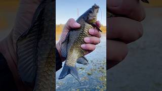 Big Carp Fish Catch By Fishing Hook fishing hookfishing carpfishing [upl. by Sirehc]