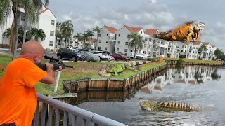 Iguanas Take Over SeaSide community and Destroy 10 Million SeaWall Hired to Remove them [upl. by Imuy]