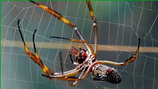 Nephila spider eating a prey [upl. by Mariel290]