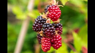 quotDo You Know These Surprising FactsAbout Boysenberries” 💪🍇 [upl. by Clemen]