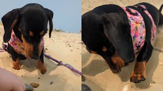 quotDog Digs a Beach Hole to Hide His Stone Treasure [upl. by Gibbie]