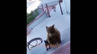 Brave Dog vs 2 Bears viral dog animals [upl. by Linea]