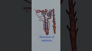 Structure of nephron [upl. by Arahsat]