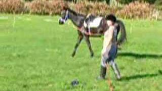 Bucking horse on lunge [upl. by Natka]