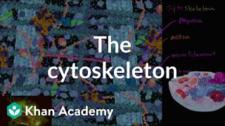 The cytoskeleton  Structure of a cell  Biology  Khan Academy [upl. by Alleul256]