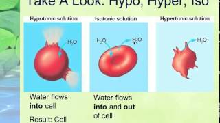 LECTURE 133 Osmosis and Diffusion [upl. by Doll]