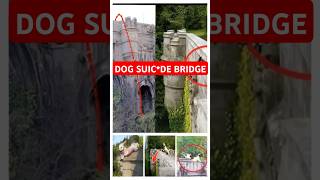 Why This Bridge Is Kiling So Many Dogs  Overtourn Bridge  shorts [upl. by Eniamrahs]