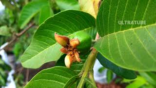 Psidium guajava the common guava 4K Ultra HD [upl. by Ngo44]