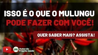 ISSO É O QUE O MULUNGÚ PODE FAZER COM VOCÊ [upl. by Eliga]