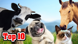 Top 10 Domesticated Animals and Their Origins [upl. by Hecht]