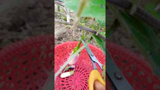 Harvesting Brinjal🍆 youtubeshorts harvest gardening harvesting shorts [upl. by Audette]