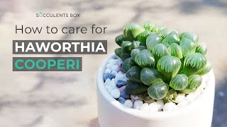 BEST TIPS HOW TO CARE FOR HAWORTHIA COOPERI [upl. by Celeste]