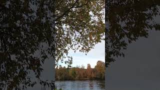 Autumn leaves by the river Steinkjer Norway 🍂🍁 norwegiannature [upl. by Ecniv]