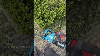 Euonymus Green Spire trim with the Makita UH008G  Via poelonline makita shorts [upl. by Harlene]