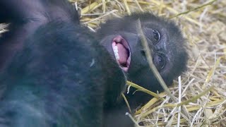 Gorilla Sister Nala Takes Baby Makongo in Front of Dalila [upl. by Assirolc]