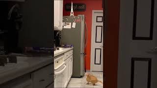 Cat are afraid of tinfoil cat funny funnycat foryou fyp [upl. by Yzzo74]