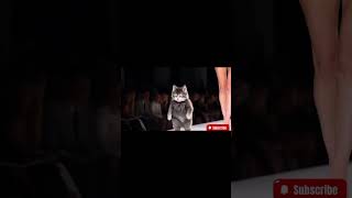 😻Funny😻kitten amp long legs shorts funny shortvideo comedy kittten [upl. by Durand467]