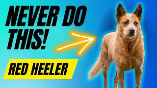 7 Things You MUST NEVER Do To Your Red Heeler [upl. by Liagabba326]