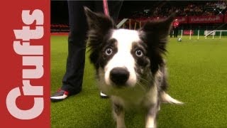 Funniest Moments of Crufts 2012 [upl. by Zevahc]