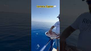 Larnaca drnishantvlogs travel shorts trending cyprus fish sea birds diving [upl. by Rovit]