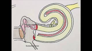 tympanic membrane and middle ear  anatomy physiology structures [upl. by Novets112]