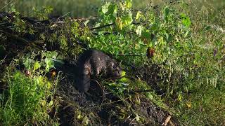 A North American Beaver hauls and stuffs mud then rearranges branches up on its northern USA lodge [upl. by Aldwon]