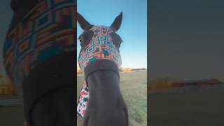 tack up with me and Dasher Also who wants a barrel race vlog [upl. by Yelnats]