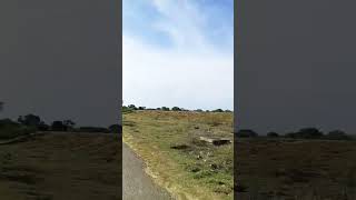 බූන්දල ජාතික උද්‍යානයේ වල් අලි bundala national nationalpark wildlife wildelephant [upl. by Parrie]