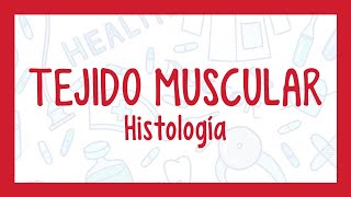 TEJIDO MUSCULAR  ¡Fácil explicación Histología [upl. by Rawna]