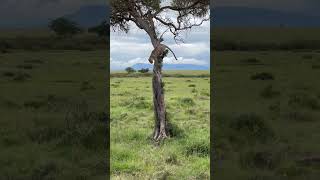 Leopard descending from a tree [upl. by Ayinat621]