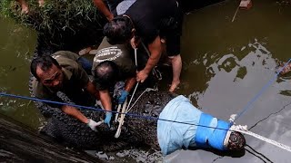 Indonésie un crocodile apprivoisé tue une femme [upl. by Eno]