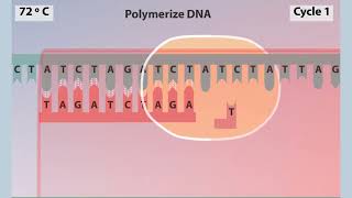 polymerase chain reaction PCR Animation [upl. by Dnomsad]