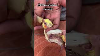 Cockatiel baby hand feeding cockatiel parrot viral trending parrot animallover vet subscribe [upl. by Ailedroc]