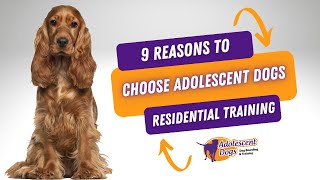 9 Reasons to Choose Adolescent Dogs Residential Dog Training [upl. by Malynda]