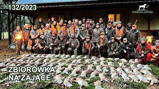 SUDECKA OSTOJA 1322023 Grójeckie Zające  polowanie na zające hare Hasenjagd chasse au lièvre [upl. by Etnaled]