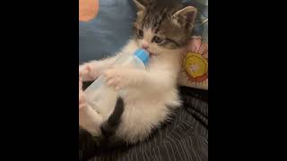 My kitten drinking milk [upl. by Lumbye]