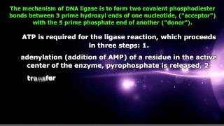 AP Biology  DNA Ligase and its Function [upl. by Wing]