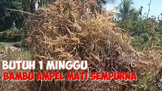 CARA MEMBUNUH POHON BAMBU TANPA RIBET IV [upl. by Eimar337]