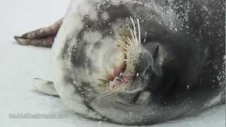 Eerie Vocals of Weddell Seal Pup amp Adult [upl. by Uamak293]