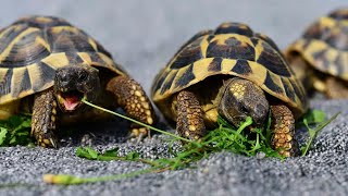 What species of tortoise is seen in todays image [upl. by Hamish]