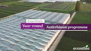 Evanthia  Antirrhinum Snapdragon Groups 2024 [upl. by Alaecim]