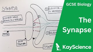 The Synapse  GCSE Biology  kaysciencecom [upl. by Hallimaj]