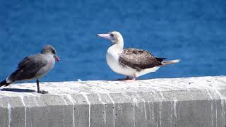 Rare Redfooted Booby  Port Townsend WA  Aug 28th 2024 [upl. by Ydnyc]