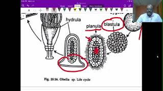 Obelia life cycle [upl. by Epuladaug]