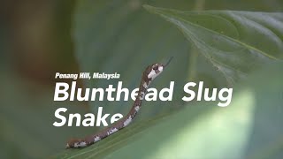 Aplopeltura Boa  Blunthead Slug Snake  Penang Hill Malaysia [upl. by Eiderf423]