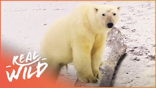 Life With Polar Bears In The Frozen Arctic  Polar Bear Alcatraz  Real Wild [upl. by Kirstin883]