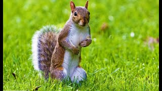 Squirrel 🧝‍♂️ sound effects  squirrel sound make them come to you [upl. by Lacombe]