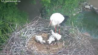 Storchennest Vogelpark Heddesheim  Neue Webcam mit Nachwuchs  20042024 [upl. by Temirf]